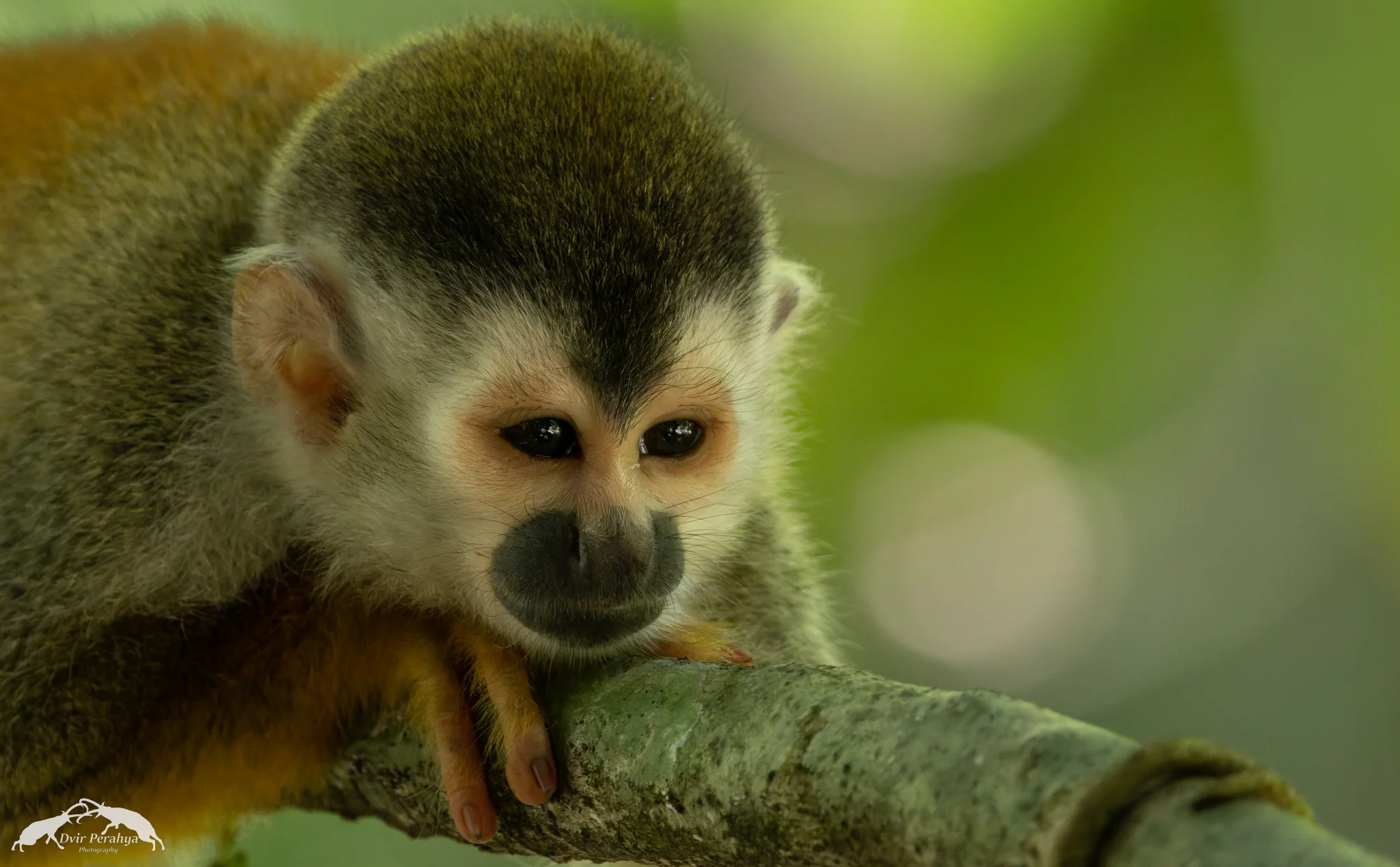 Costa Rica Wildlife